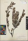 Foto von Salix geyeriana Andersson